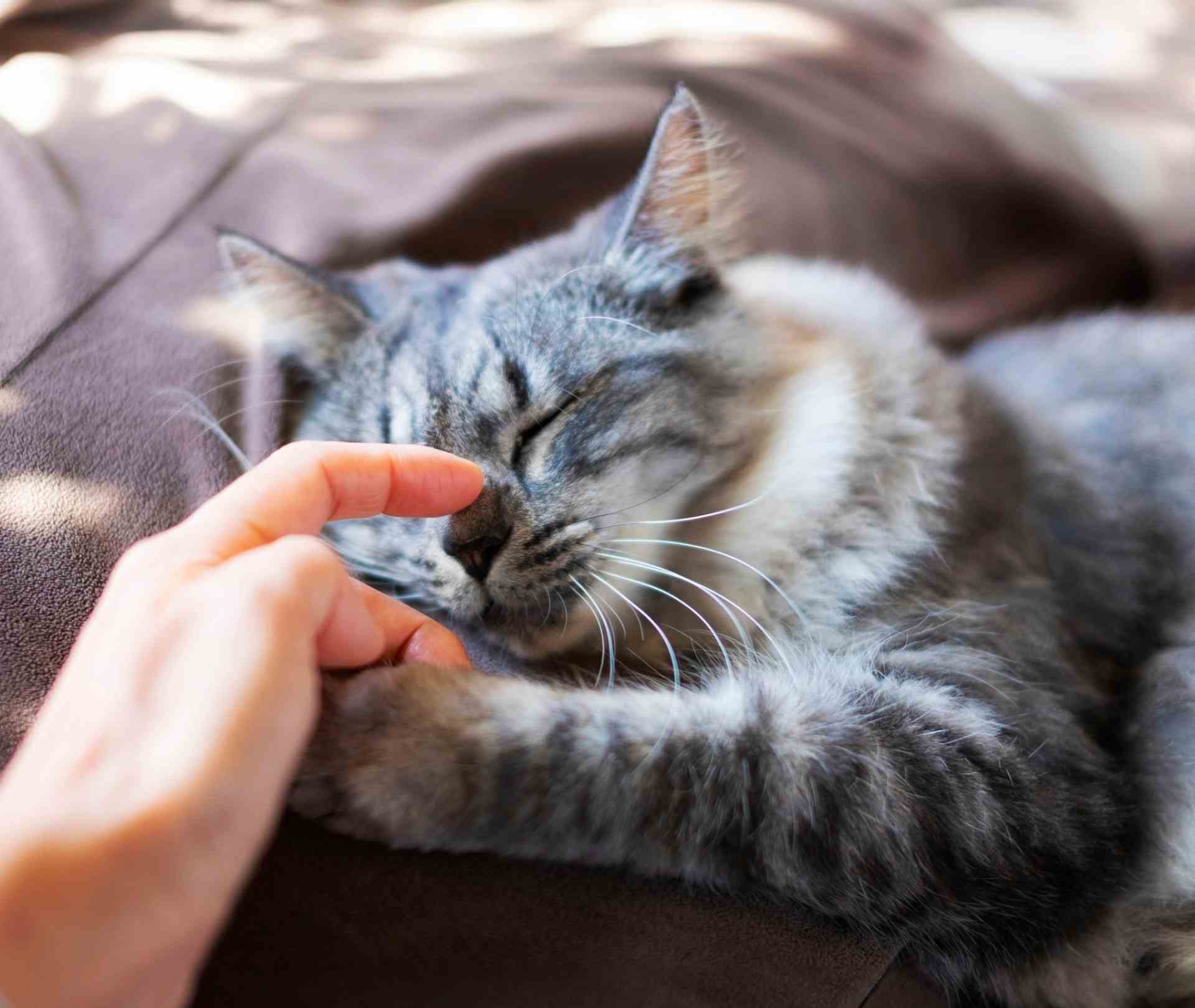 Why Cats Purr: Vet Approved Guide to Feline Behavior