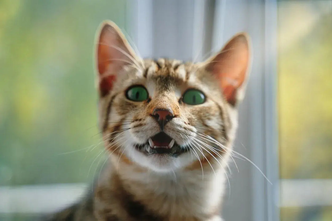 My cat’s teeth are bad… what’s wrong?