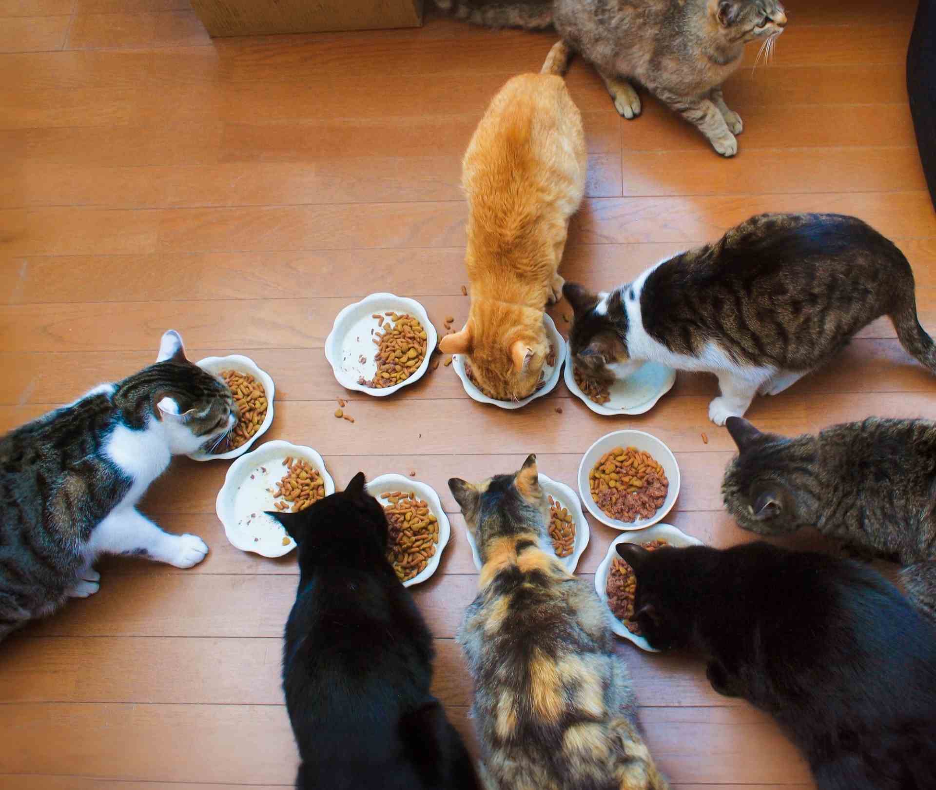 Multi Cat Households: A Vet-Approved Guide for Harmony