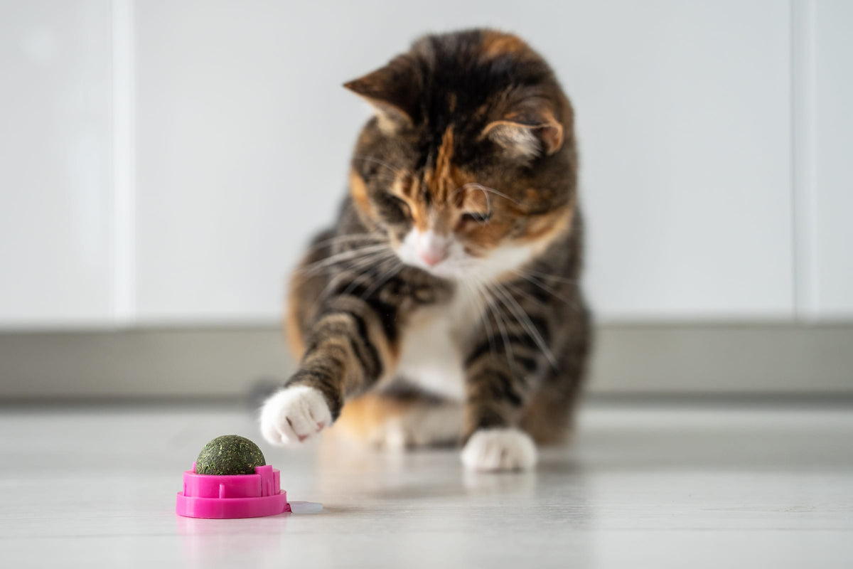 A calico cat bats a pink ball toy across the floor