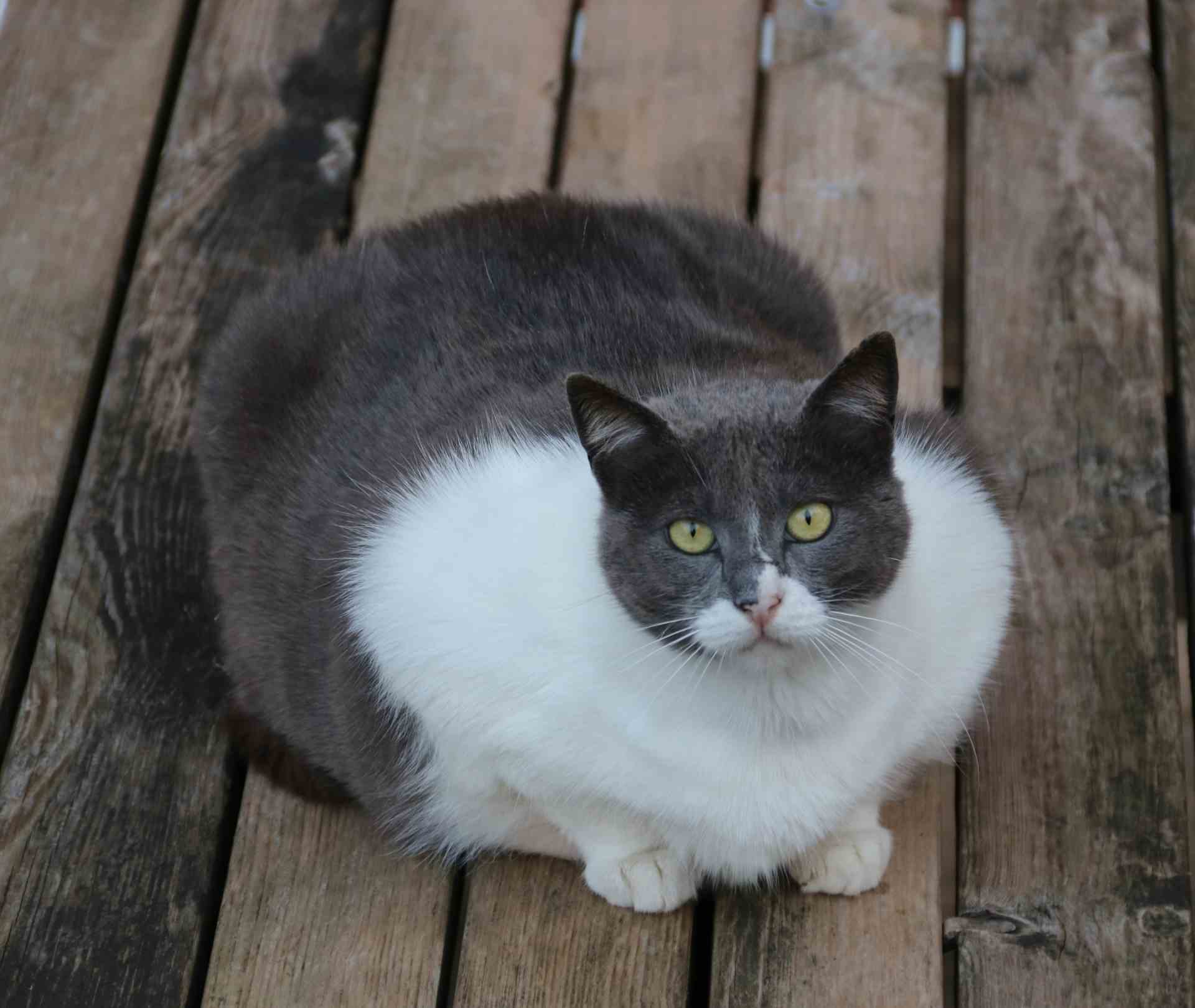 How to Help Your Cat Lose Weight – A 2025 Vet Backed Plan 🐱