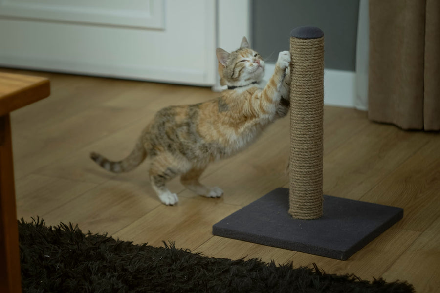 A tabby cat scratches a sisal post in a living room