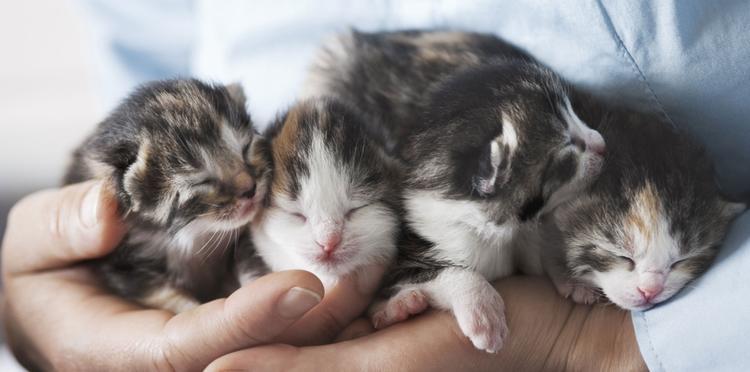 I want to foster kittens!