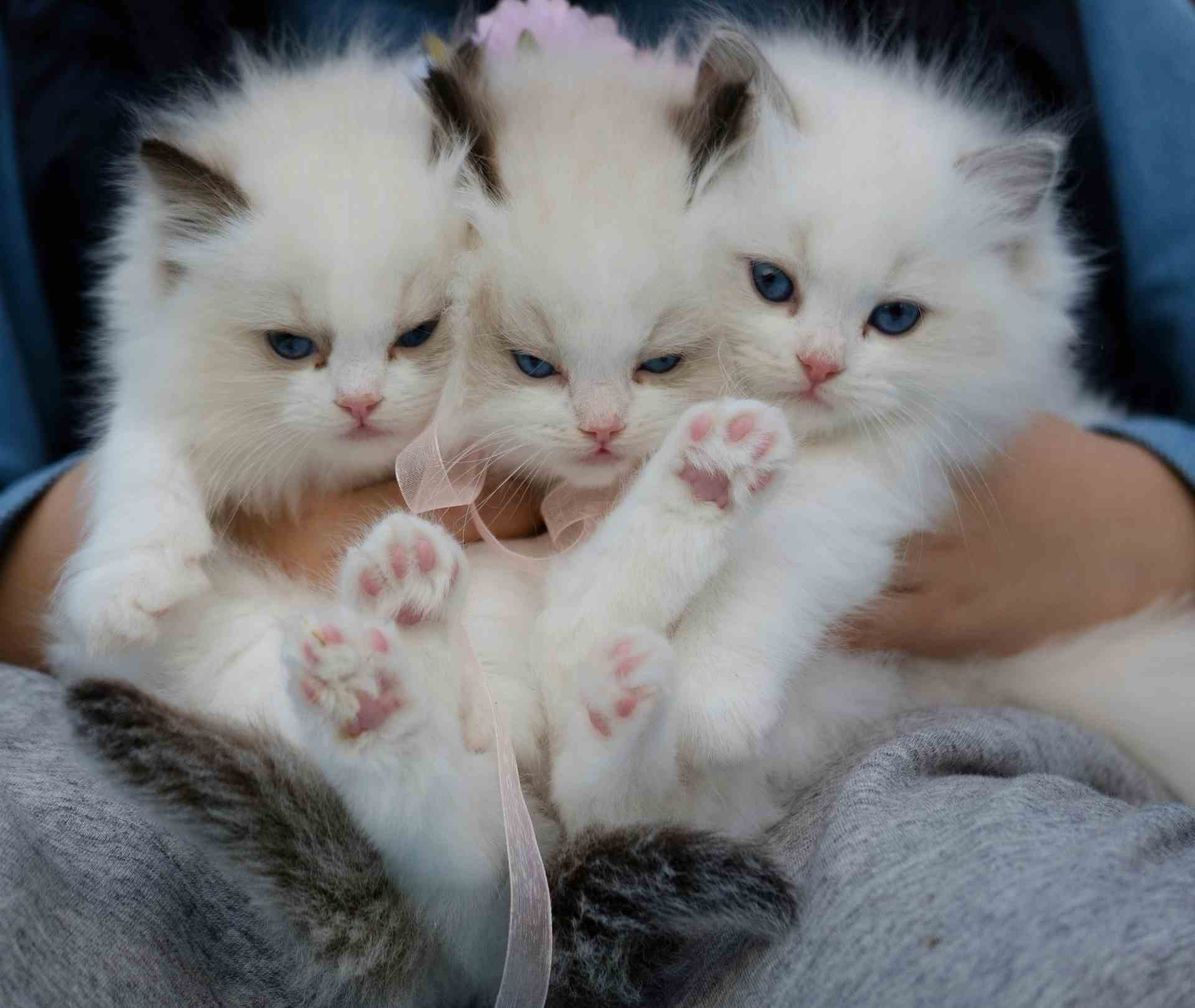 One Cat or Multiple Cats: Vet-Approved Guide