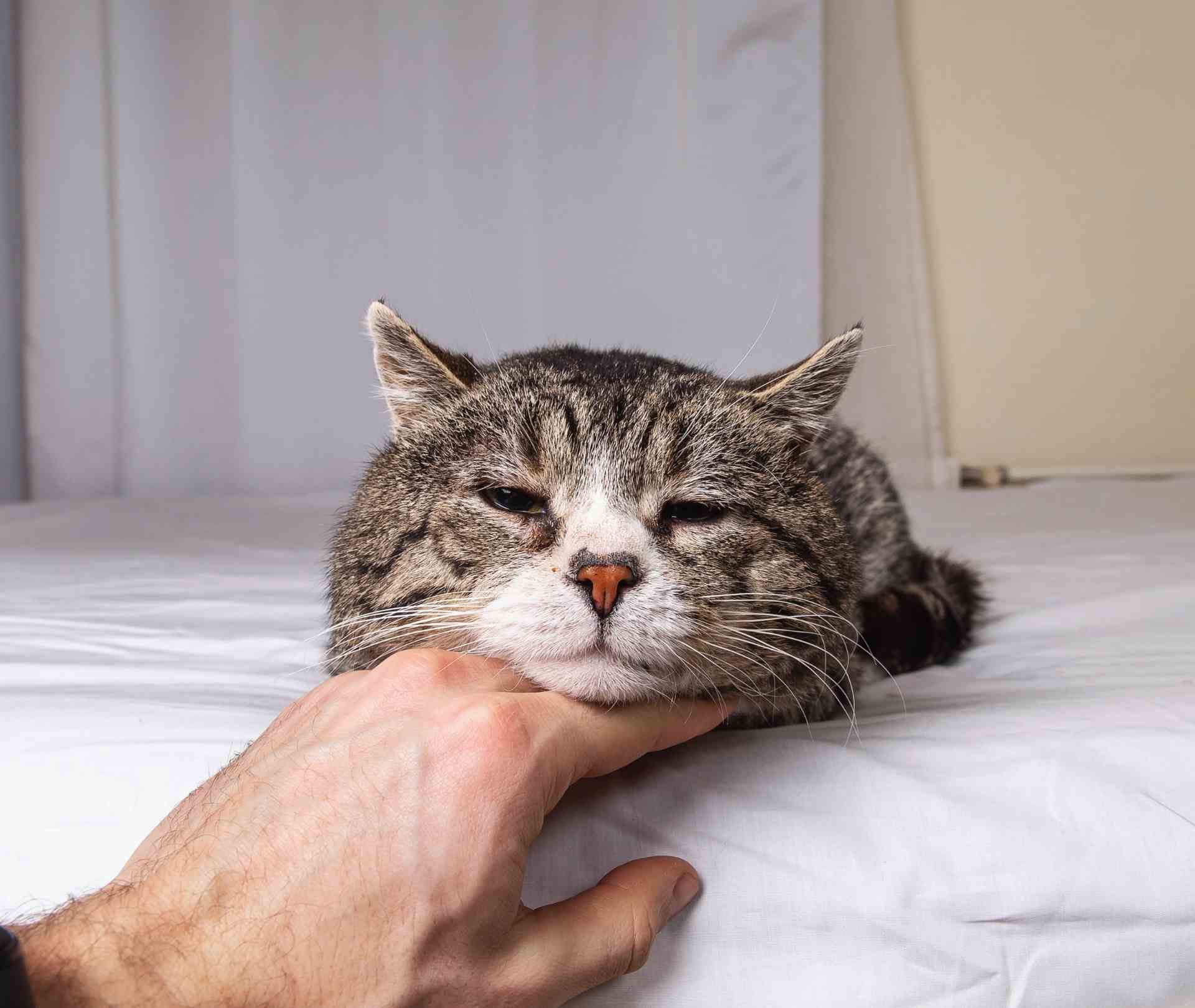 Senior Cat Checklist: Comfort, Mobility & Warmth