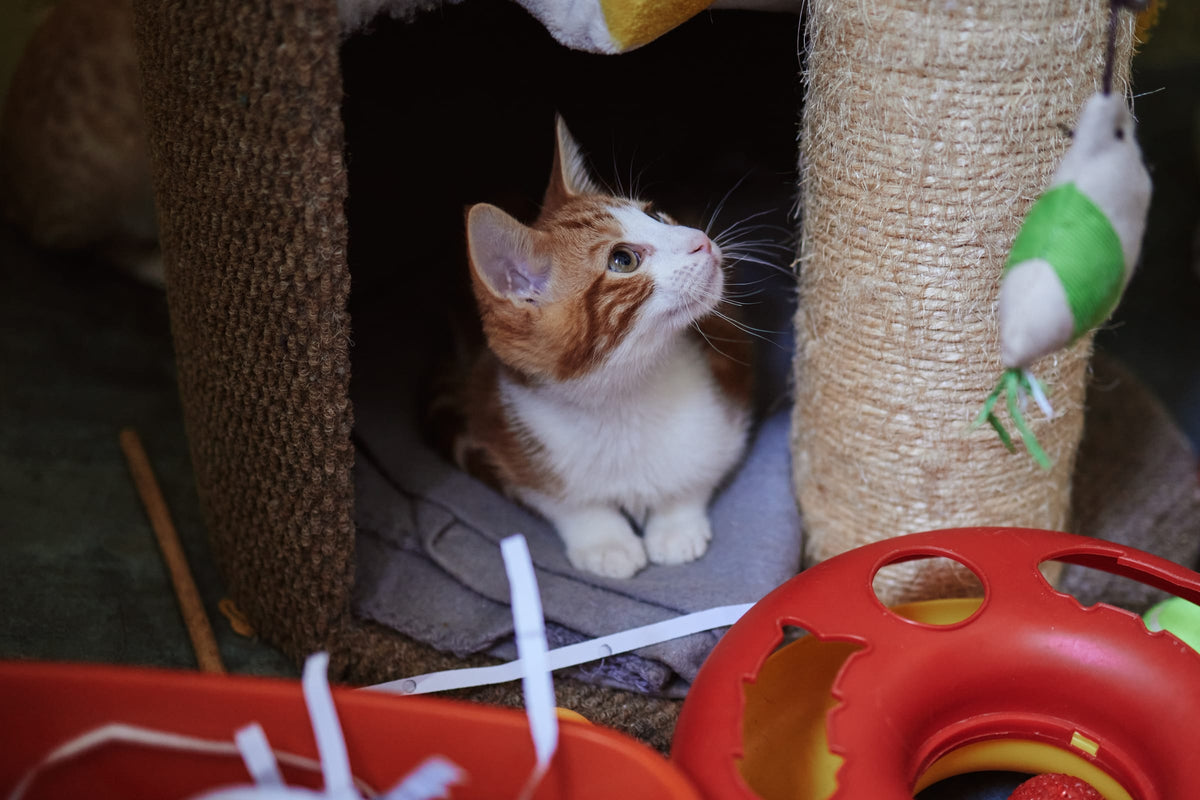 A calico cat sits inside a cat tower with hanging toys