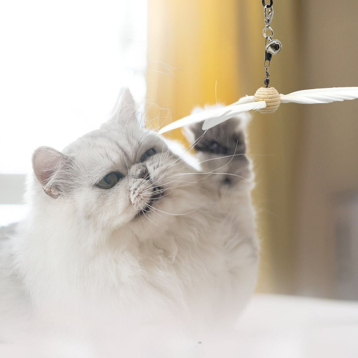Vet-Approved Cat Toys for Play & Enrichment