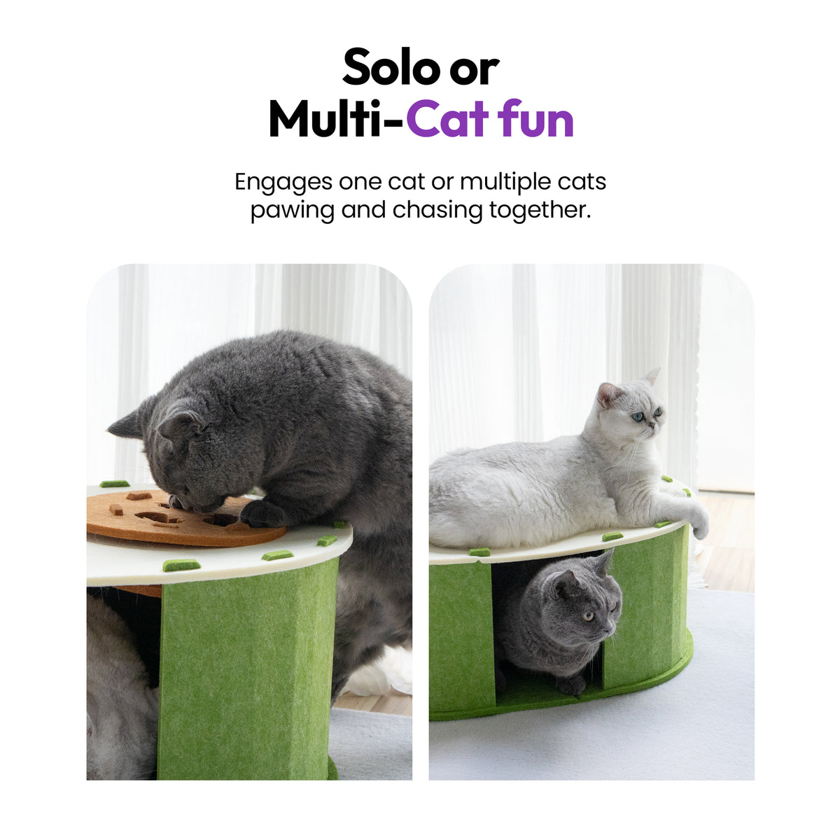 Avo-Cat-O Haus