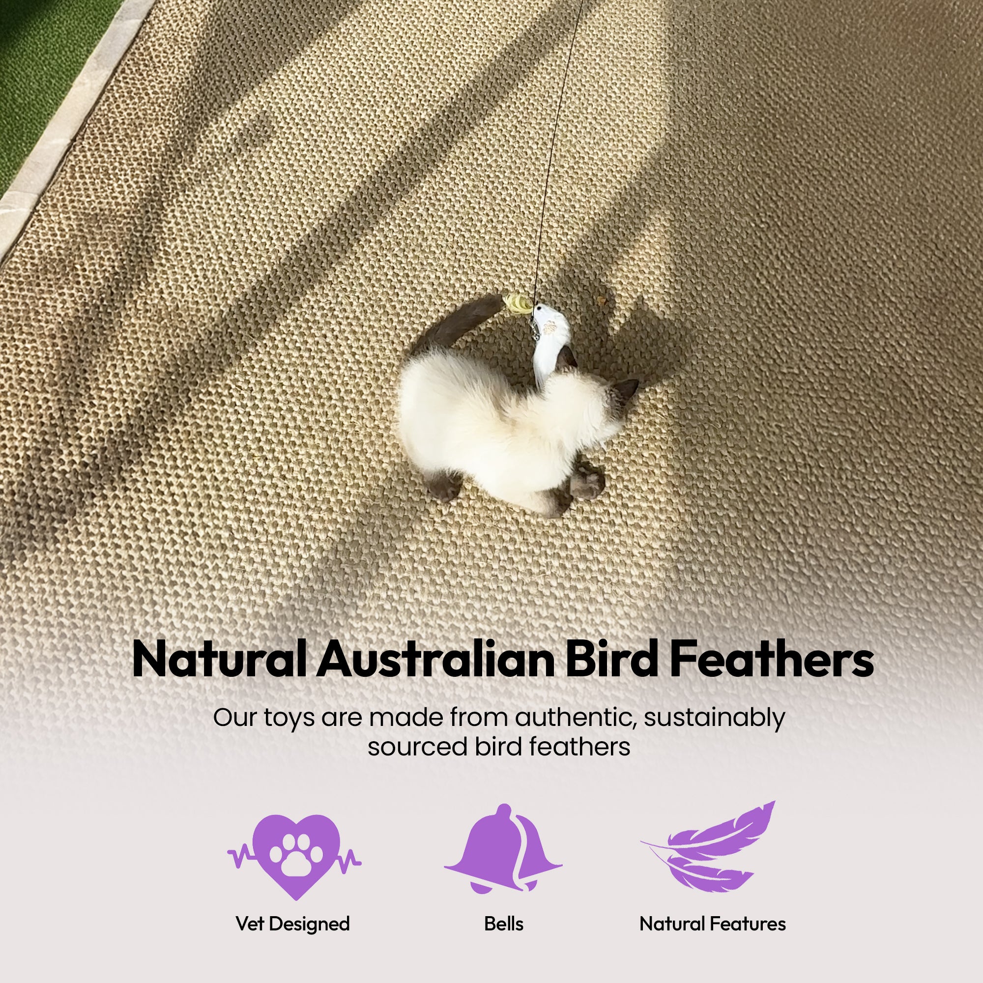 Cockatoo Chaos