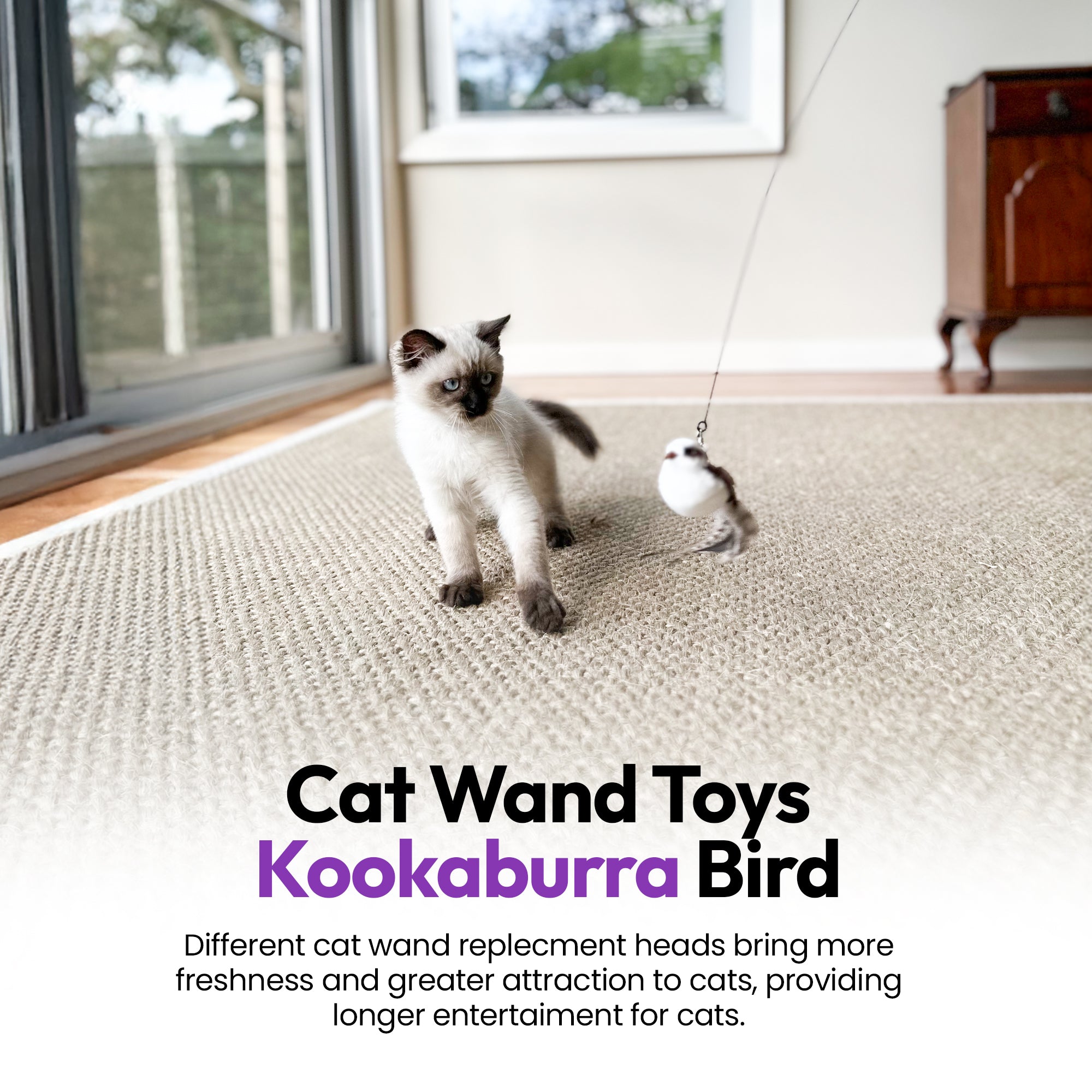 Kookaburra Craze