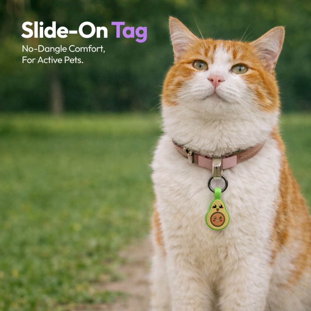 Cat wearing a collar with a slide-on tag in an outdoor setting