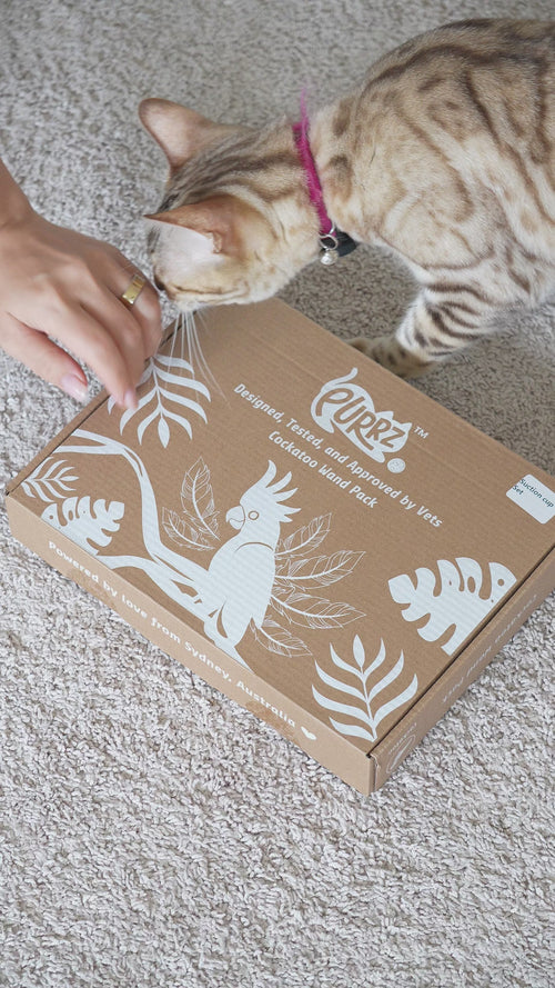 Cockatoo Chaos | Feather Toy Suction Cup Set: Video of the box opened, the white and yellow cockatoo feathers clipped to the wand, the suction cup pressed to the floor and a Bengal cat batting the feathers