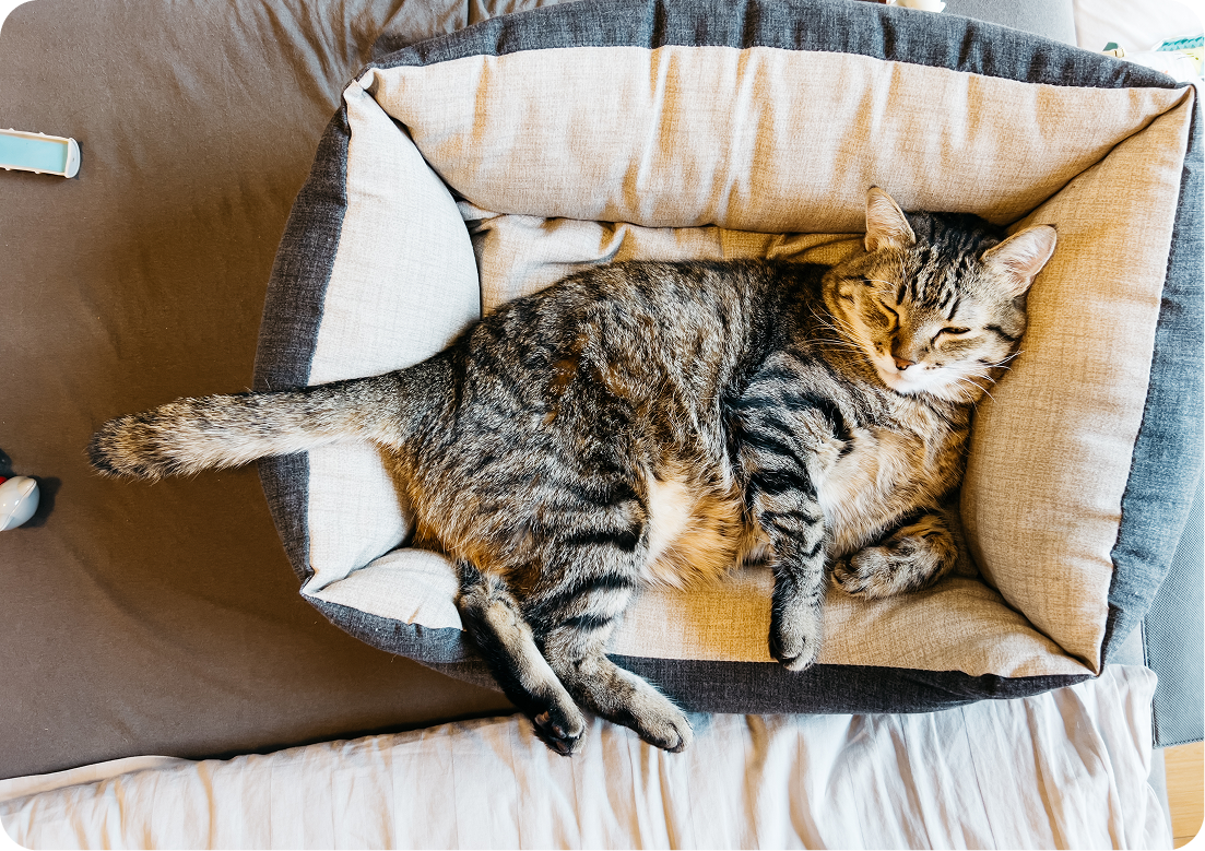How many kitty litter trays should I have?